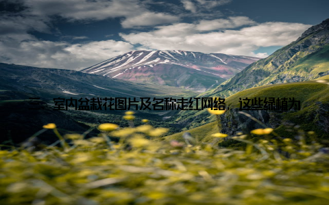 三、室内盆栽花图片及名称走红网络, 这些绿植为何如此受欢迎? 美观室内盆栽花图片及名称走红网络, 很大程度上是因为它们的美丽