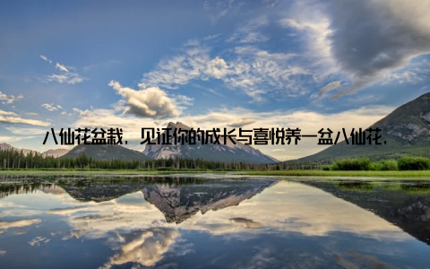 八仙花盆栽, 见证你的成长与喜悦养一盆八仙花, 不仅能让你的家居环境更加美丽, 更能让你在照顾它的过程中, 体会到生命的成长与喜悦