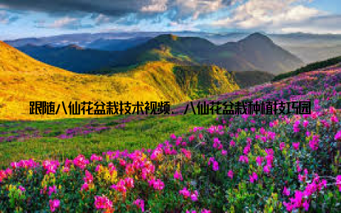 跟随八仙花盆栽技术视频, 八仙花盆栽种植技巧园艺爱好者必看视频教程来袭, 让我们一起走进园艺的世界, 体验种植的乐趣, 让生活更美好!