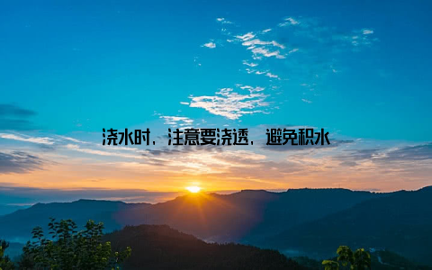 浇水时, 注意要浇透, 避免积水