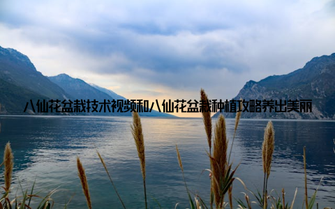八仙花盆栽技术视频和八仙花盆栽种植攻略养出美丽花盆轻松入门教程, 相信你已经掌握了八仙花盆栽的种植技巧