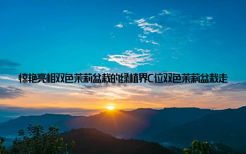 惊艳亮相双色茉莉盆栽的绿植界C位双色茉莉盆栽走红网络绿植界新宠儿惊艳亮相, 这句话不仅是对双色茉莉盆栽的赞誉, 更是对它走红背后的努力和付出的肯定
