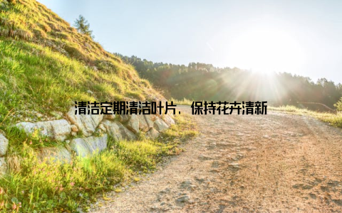 清洁定期清洁叶片, 保持花卉清新