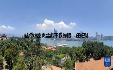 这个小富贵盆栽不仅养眼, 还旺财