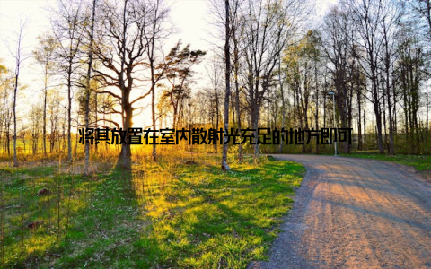 将其放置在室内散射光充足的地方即可