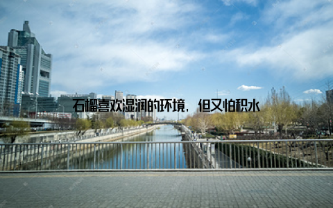 石榴喜欢湿润的环境, 但又怕积水