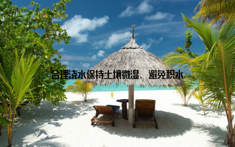 合理浇水保持土壤微湿, 避免积水