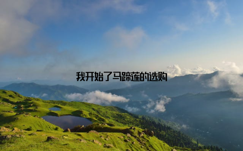 我开始了马蹄莲的选购