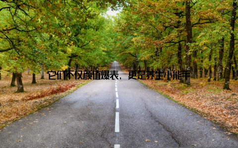 它们不仅颜值爆表, 更是养生小能手