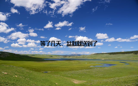 等了几天, 盆栽就送到了