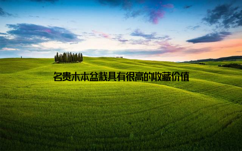 名贵木本盆栽具有很高的收藏价值