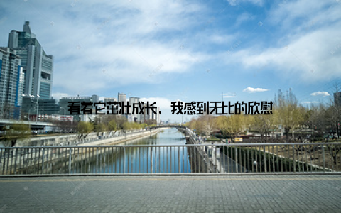 看着它茁壮成长, 我感到无比的欣慰