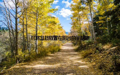 可将盆栽放置在阳台的半阴处