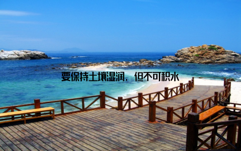 要保持土壤湿润, 但不可积水