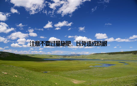 注意不要过量施肥, 以免造成烧根