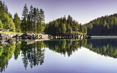 没过多久, 冬青盆栽就送到了我家