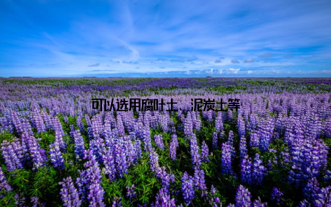 可以选用腐叶土、泥炭土等