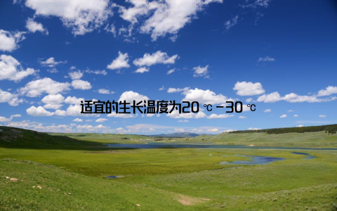 适宜的生长温度为20℃-30℃