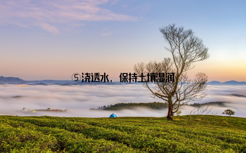 ⑤浇透水, 保持土壤湿润