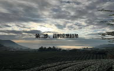 第二步, 疏剪密集枝条