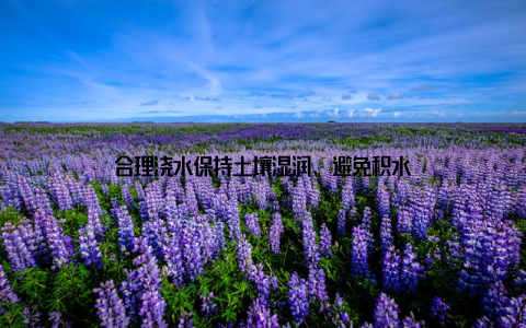 合理浇水保持土壤湿润, 避免积水