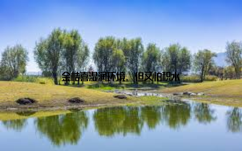 金桔喜湿润环境, 但又怕积水