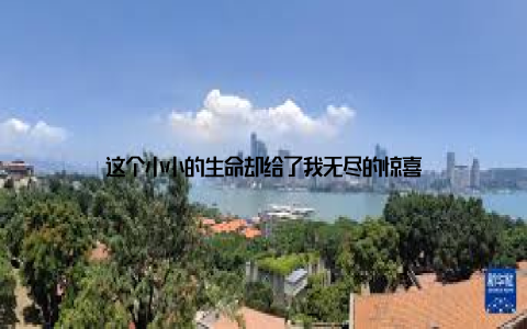 这个小小的生命却给了我无尽的惊喜