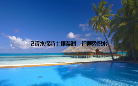 2浇水保持土壤湿润, 但避免积水