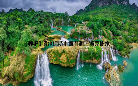 养护1浇水保持土壤湿润, 避免积水