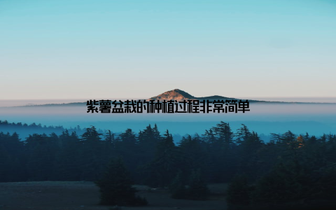 紫薯盆栽的种植过程非常简单