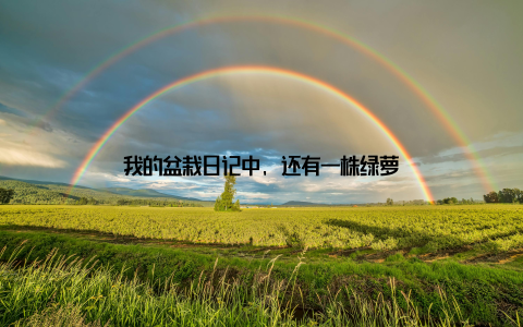 我的盆栽日记中, 还有一株绿萝