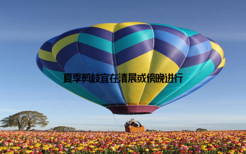 夏季剪枝宜在清晨或傍晚进行