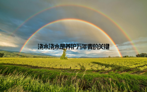 浇水浇水是养护万年青的关键