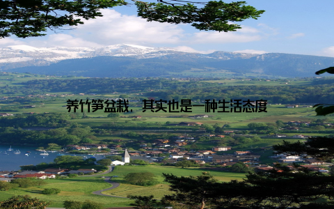 养竹笋盆栽, 其实也是一种生活态度