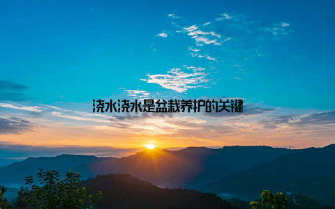 浇水浇水是盆栽养护的关键