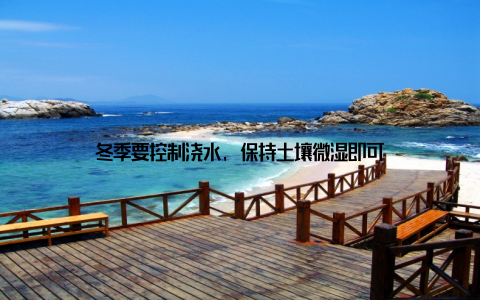 冬季要控制浇水, 保持土壤微湿即可