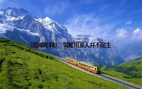 说到南洋杉, 可能很多人并不陌生