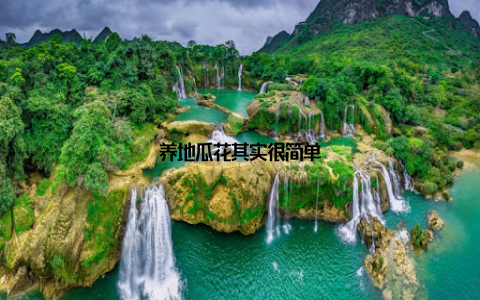 养地瓜花其实很简单