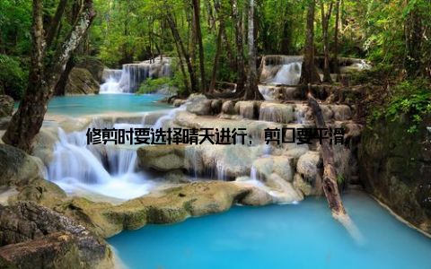 修剪时要选择晴天进行, 剪口要平滑