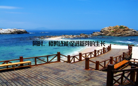 同时, 修剪还能促进新芽的生长