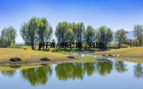 树干直, 树冠匀称, 无扭曲