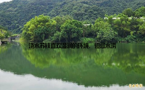 浇水苏铁喜欢湿润的环境, 但忌水涝