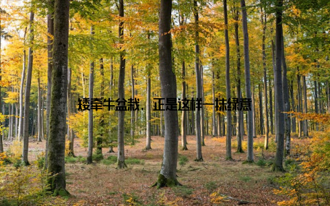 矮牵牛盆栽, 正是这样一抹绿意