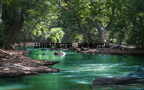 盆栽康乃馨花期, 是青春的象征