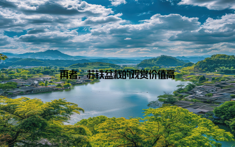 再者, 苏铁盆栽的观赏价值高