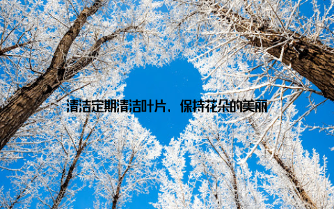 清洁定期清洁叶片, 保持花朵的美丽