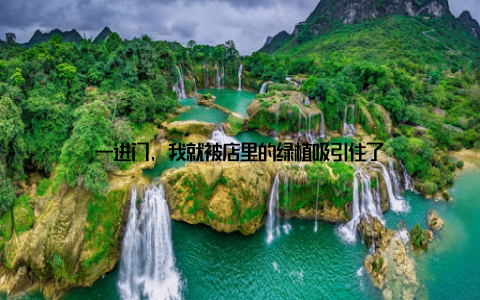 一进门, 我就被店里的绿植吸引住了