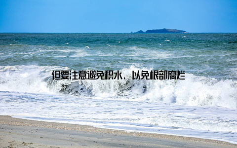 但要注意避免积水, 以免根部腐烂