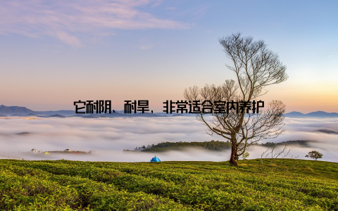 它耐阴、耐旱, 非常适合室内养护