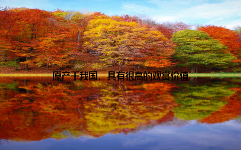 原产于我国, 具有很高的观赏价值